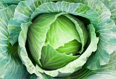 cabbage