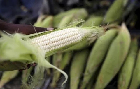 maize